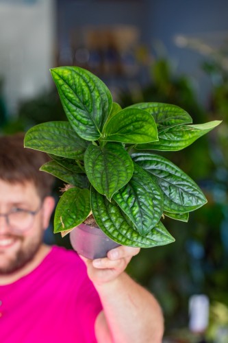 Monstera Karchoveana-1.jpg