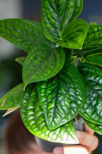 Monstera Karchoveana-2.jpg