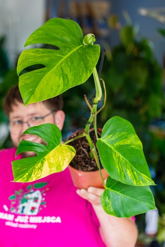 Monstera Marmorata-1.jpg