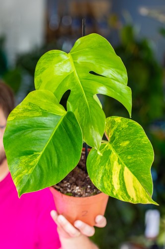 Monstera Marmorata-2.jpg