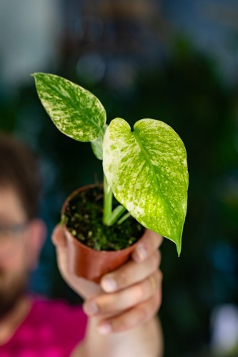 Monstera Mint-1.jpg