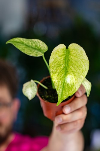 Monstera Mint-2.jpg