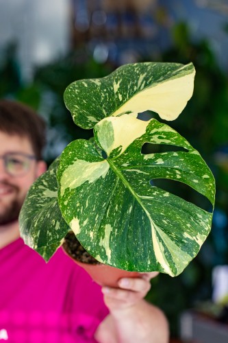 Monstera Thai Constellation-1.jpg