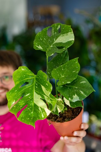 Monstera Thai Constellation-2.jpg