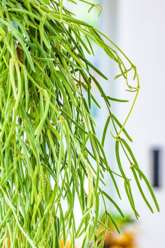Hoya Linearis-1.jpg