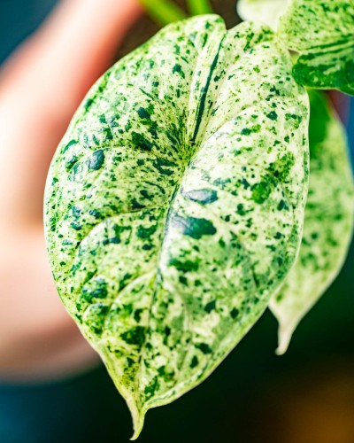 Alocasia Dragon Scale Mint Variegata ø7 cm-2.jpg
