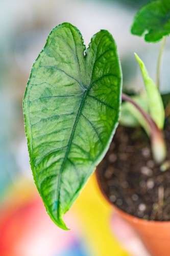Alocasia Olanii-3.jpg