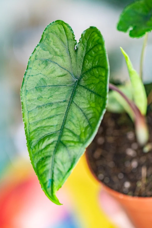 Alocasia Olanii-3.jpg