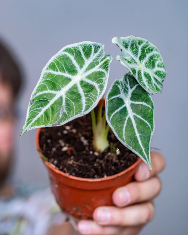 Alocasia watsoniana lightning-1.jpg