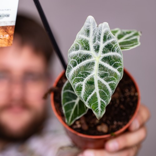 Alocasia watsoniana lightning-1-2.jpg