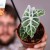 Alocasia watsoniana lightning-1-2.jpg