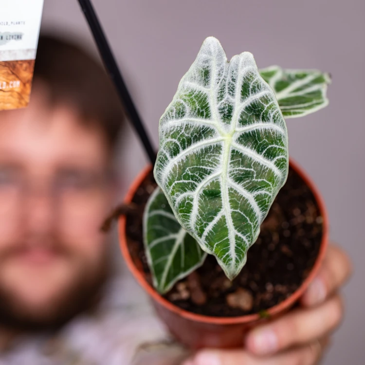 Alocasia watsoniana lightning-1-2.jpg