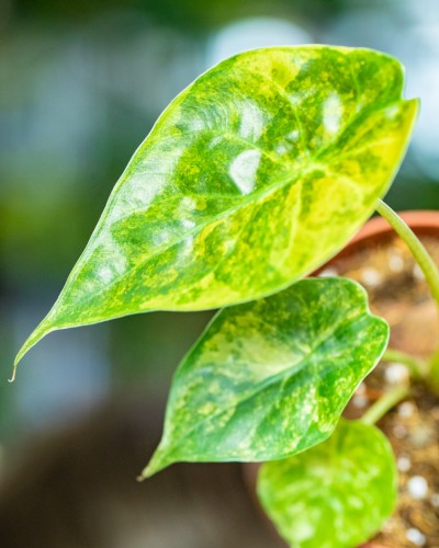 Alocasia Wentii Aurea-4.jpg
