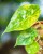 Alocasia Wentii Aurea-4.jpg