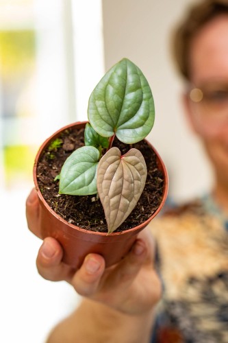 Anthurium Luxurians-4.jpg