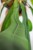 Anthurium Vitaritifolium-3.jpg