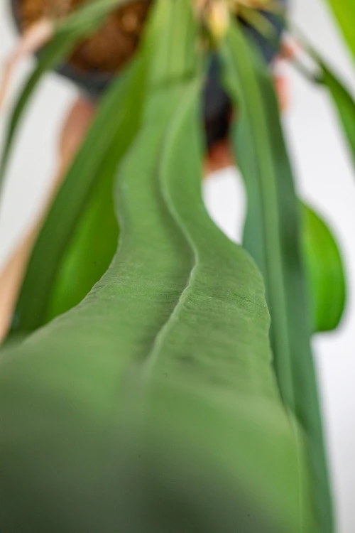 Anthurium Vitaritifolium-3.jpg