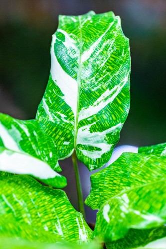Calathea Network Variegata-2.jpg