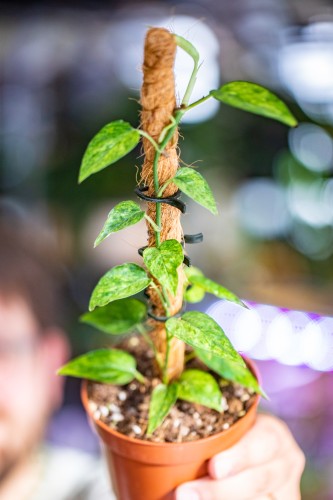 Epipremnum Yellow Variegata-1.jpg
