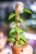 Epipremnum Yellow Variegata-1.jpg