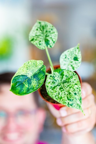 Alocasia Dragon Scale Mint ø8 cm - ↑12 cm-1.jpg