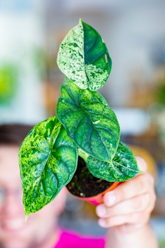 Alocasia Dragon Scale Mint ø8 cm - ↑12 cm-2.jpg