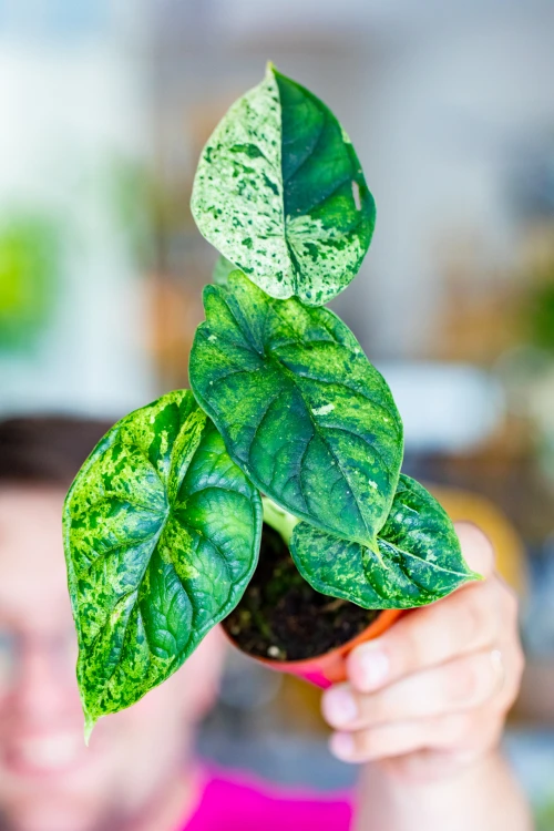Alocasia Dragon Scale Mint ø8 cm - ↑12 cm-2.jpg