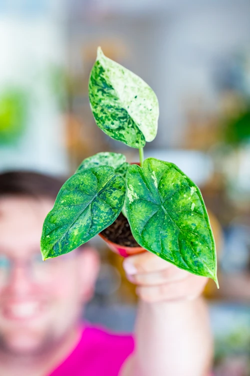 Alocasia Dragon Scale Mint ø8 cm - ↑12 cm-3.jpg