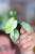 Alocasia Ninja Mint Variegata ø6 cm - ↑12 cm-5.jpg