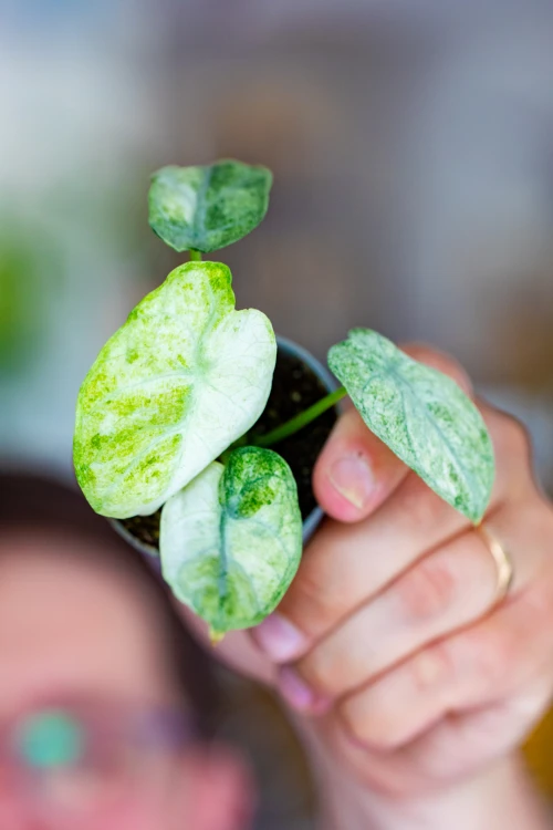 Alocasia Ninja Mint Variegata ø6 cm - ↑12 cm-5.jpg