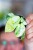 Alocasia Ninja Mint Variegata ø6 cm - ↑12 cm-4.jpg