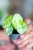 Alocasia Ninja Mint Variegata ø6 cm - ↑12 cm-3.jpg