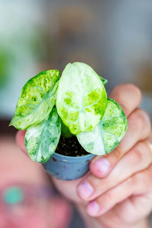 Alocasia Ninja Mint Variegata ø6 cm - ↑12 cm-3.jpg
