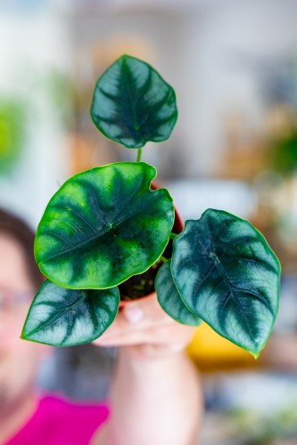 Alocasia Reversa ø9 cm - ↑15 cm-1.jpg
