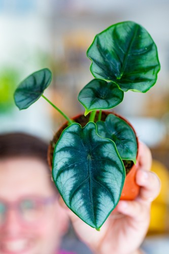 Alocasia Reversa ø9 cm - ↑15 cm-2.jpg