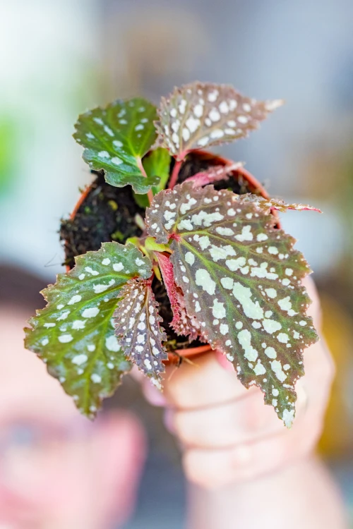 Begonia Snow Leopard ø8 cm - ↑12 cm-2.jpg