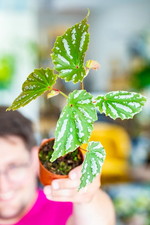 PRE ORDER - Begonia Sp Sumatra ø8 cm-1.jpg