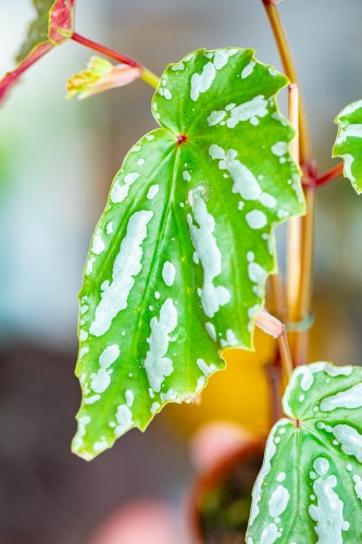 PRE ORDER - Begonia Sp Sumatra ø8 cm-2.jpg