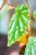 PRE ORDER - Begonia Sp Sumatra ø8 cm-2.jpg