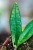 Hoya Finlaysonii Sukirin ø10,5 cm - ↑3 cm-2.jpg