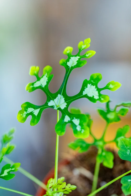 PRE ORDER - Adenia Perrieri ø8 cm - ↑12 cm-2.jpg