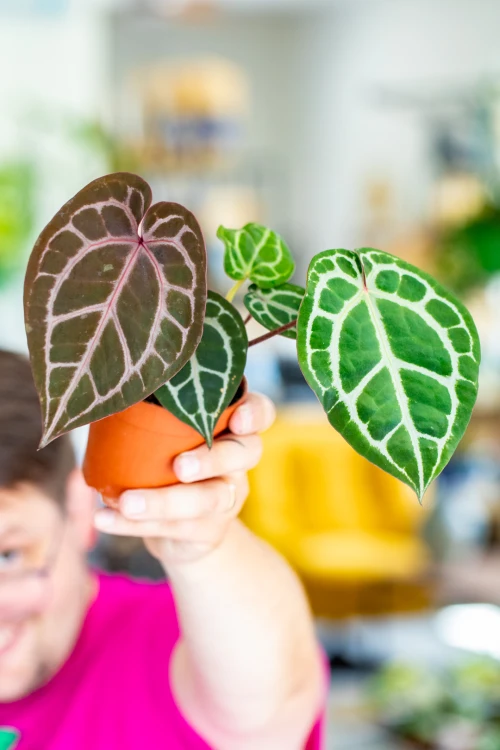 PRE ORDER - Anthurium Michelle® (DocBlock) ø9 cm-1.jpg