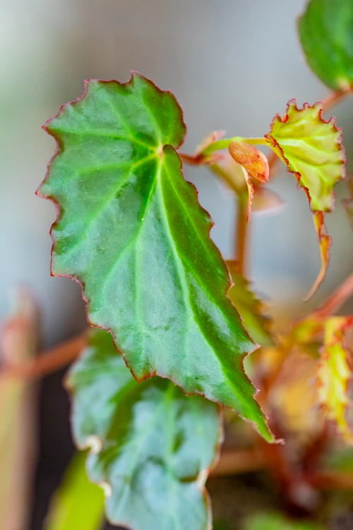PRE ORDER - Begonia Borneensis ø8 cm - ↑12 cm-2.jpg