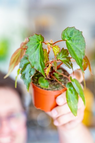 PRE ORDER - Begonia Borneensis ø8 cm - ↑12 cm-1.jpg