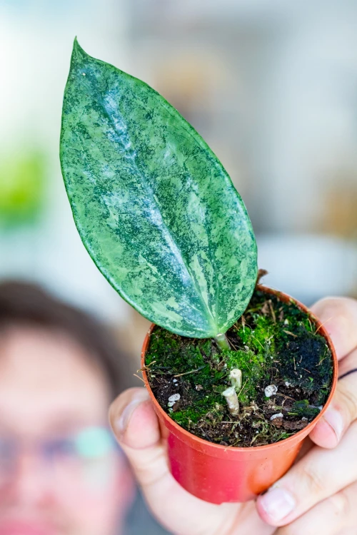 PRE ORDER - Hoya Rimba Perak ø8 cm - ↑3 cm-1.jpg