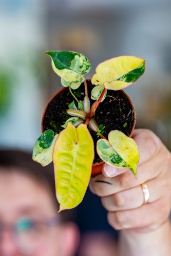 PRE ORDER - Philodendron Billietiae Variegata ø8 cm-1.jpg