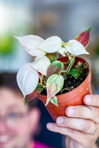 PRE ORDER - Philodendron Micans Variegata ø6 cm-1.jpg
