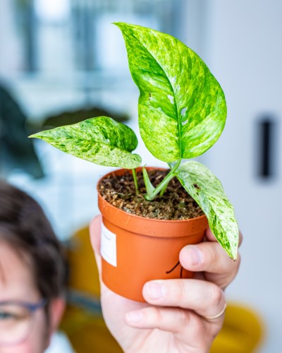 Epipremnum Mint-1.jpg