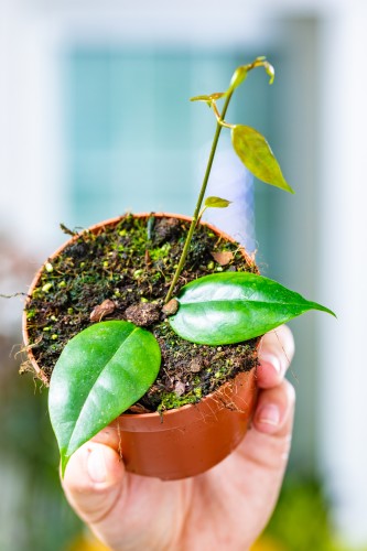 Hoya Paziae  ø10,5 cm-1.jpg
