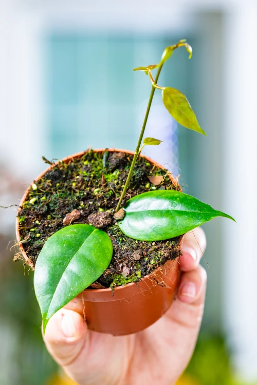 Hoya Paziae  ø10,5 cm-1.jpg